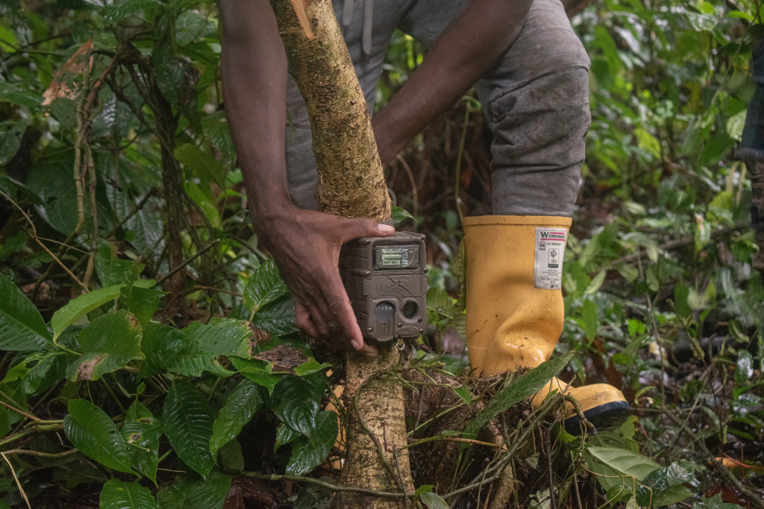 🌳¡Modificación Hecha!